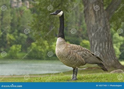 Canada Goose Swimming Hissing Mouth Open Stock Photo Cartoondealer