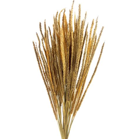 Timothy Grass Bloom Bar Studio