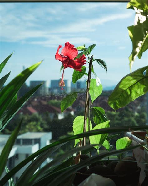 Flower On The Balcony Stock Image Image Of Character