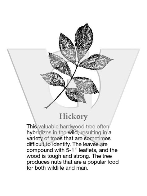 Hickory Wilderness Graphics Inc