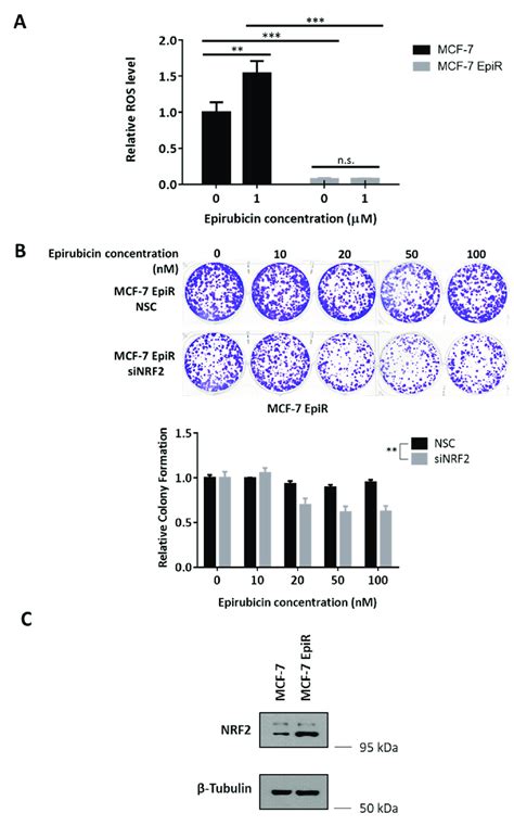 NRF2 Modulates Epirubicin Resistance In Breast Cancer Cells A MCF 7