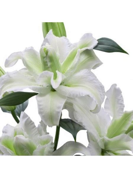 Клубни Лилии EYWA купить по выгодной цене в интернет-магазине OZON ...