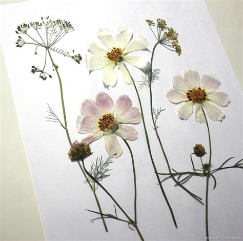 Цветы гербарий - фото и картинки: 63 штук
