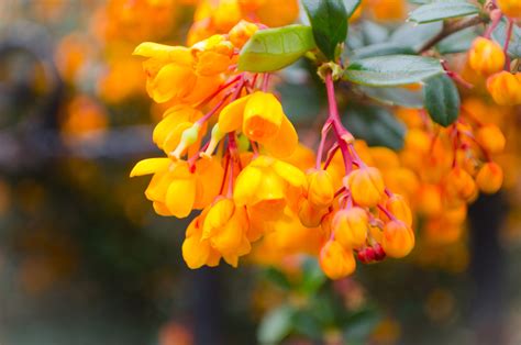 Nice Flower Free Stock Photo Public Domain Pictures