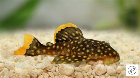 Pleco Care And Some Amazing Facts The Ultimate Guide