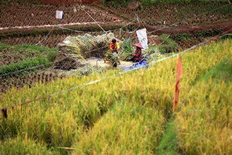 BPS Mencatat Produksi Gabah Kering Giling Sepanjang 2022 Mencapai 54 75