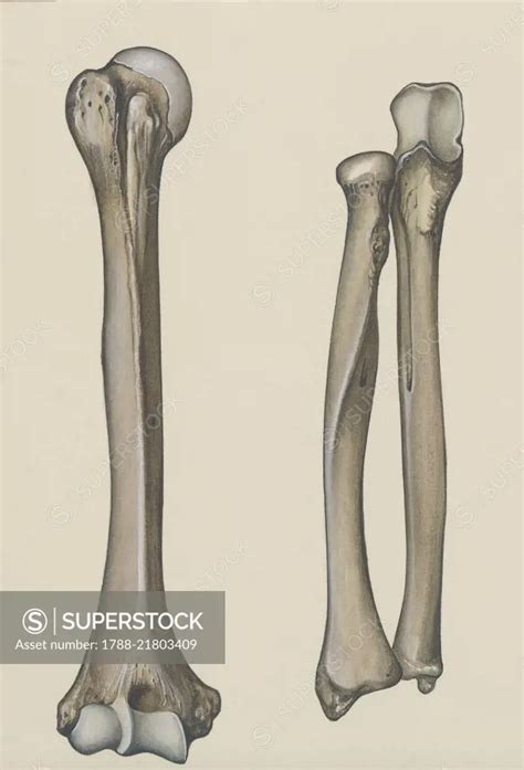 Humerus Radius And Ulna Human Body Drawing Superstock