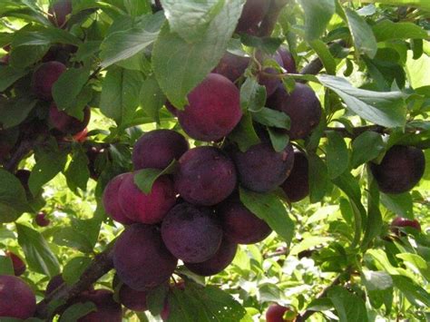 Лучшие сорта сливы для Подмосковья | Антонов сад - дача и огород | Дзен