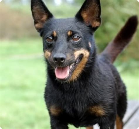 Lancashire Heeler Puppies for Sale in North Carolina | MawooPets.com