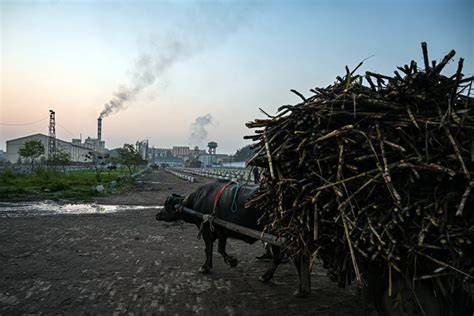 印度大米出口禁令引市场担忧 下一个限制出口的是食糖？ 糖网