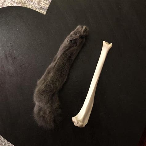 Mummified cat paw & cat tibia bone🦴🐈 Paw is... - Depop