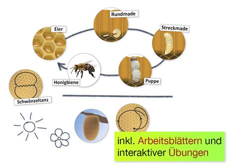 Lebenszyklus Und Kommunikation Der Honigbiene Magnetisch 16 Tlg Timetex Lehrerbedarf