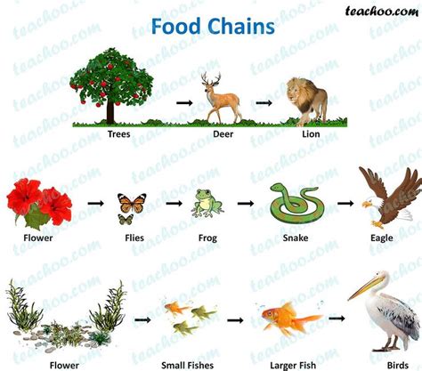 Food Chain And Food Web Diagrams