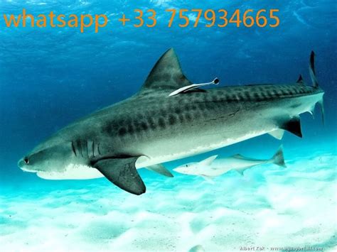 زيارة http://www.murydoury requin tigre - www.karate44.fr