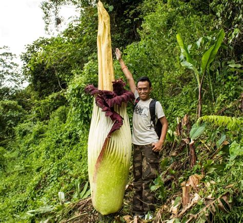 Sumatra Wildlife - Animals and Birdlife in Indonesia - Wild Sumatra