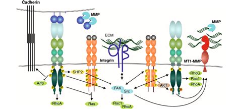 Growth Factor And Adhesion Receptor Interactions With Epha In Tumor