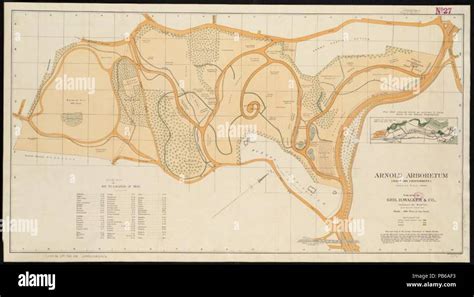 993 Map Of Arnold Arboretum Showing Location Of The Trees And Shrubs