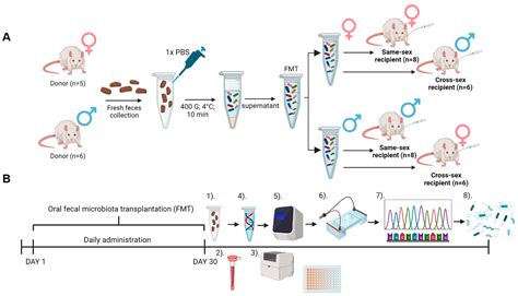 Ijms Free Full Text The Effect Of Cross Sex Fecal Microbiota