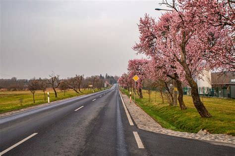 Vir Gba Borultak A Mandulaf K A Balatonn L Nullanulla Hu