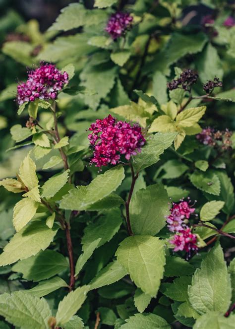 Spiraea Double Play Artist, 2L – Burford Garden Co.
