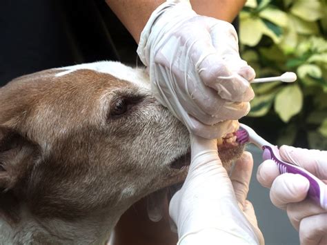 Cómo eliminar el mal aliento en perros Adios Mascota