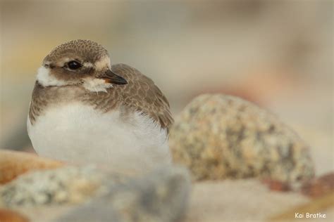 Charadriidae Tumblr Gallery