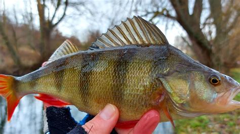 Зимний спиннинг, ультралайт микроджиг зимой. Спиннинг в декабре ...