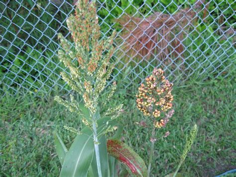 Growing Food in Florida: Growing small grains