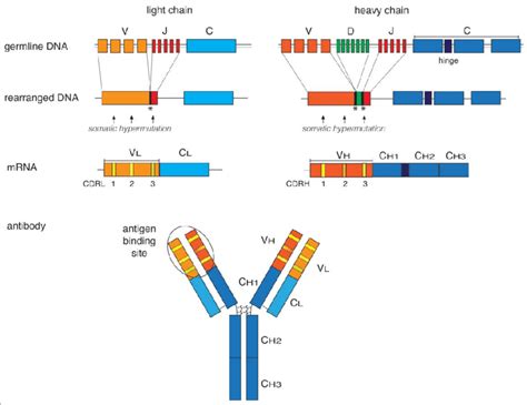 Schematic Overview Of The Organization And Expression Of Immunoglobulin