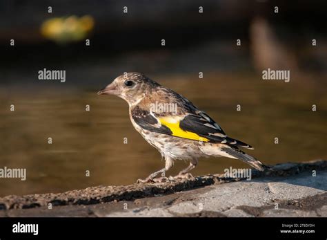 European Goldfinch drinking from a stream. Latin name Carduelis