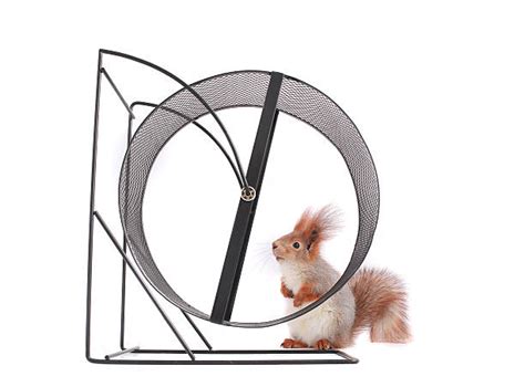 royalty  squirrel wheel pictures images  stock  istock