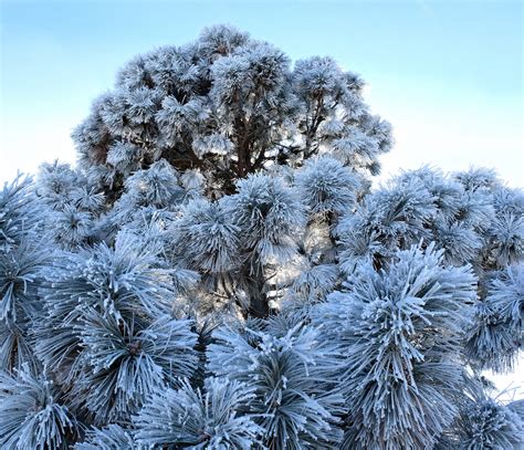 Fondos de pantalla Árboles nieve invierno rama frío escarcha