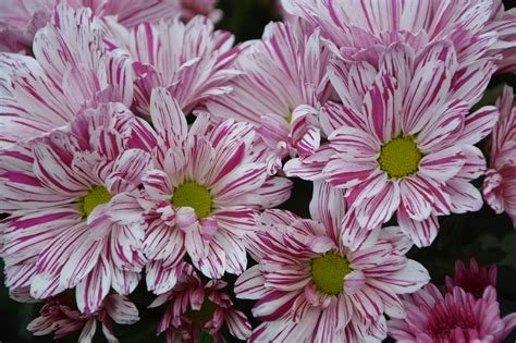 bunga besar  karangan foto gratis  pixabay pixabay