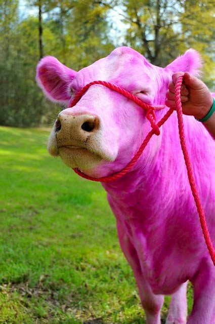 Pin By Pamela Fazio On MY FAVORITE COLOR PINK In 2020 Pink Cow