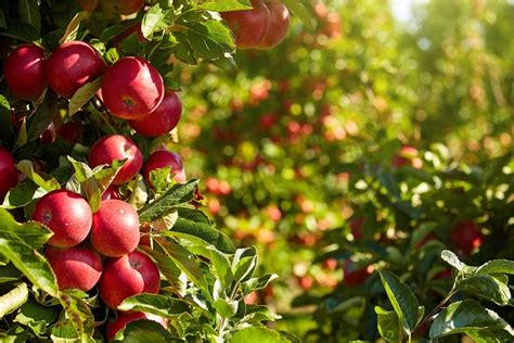 ¿cuáles Son Los árboles Frutales Más Demandados Árboles Frutales