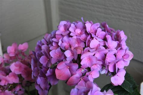 Lavender Hydrangea Stock Photo Image Of Plant Fragrant 32257664