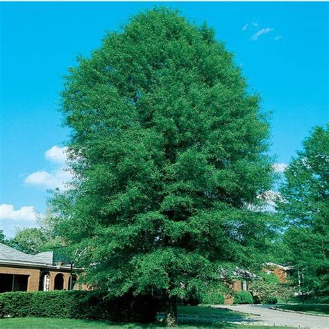 127 Gallon Shingle Oak Shade Tree In Pot L27253 In The Trees