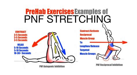 Pnf Stretching Proprioceptive Neuromuscular Facilitation Bodywork