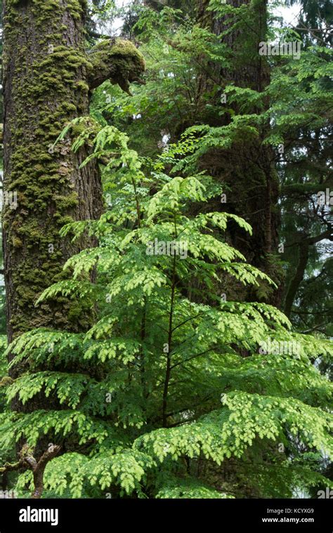 Hemlock Tree Hi Res Stock Photography And Images Alamy