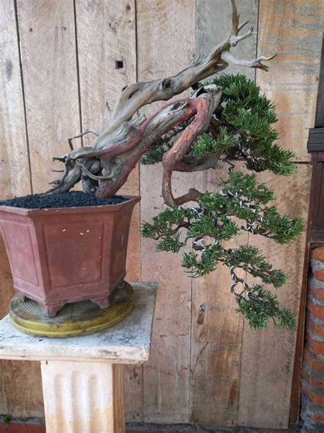 Bonsai Juniperus Chinensis Furniture Home Living Gardening