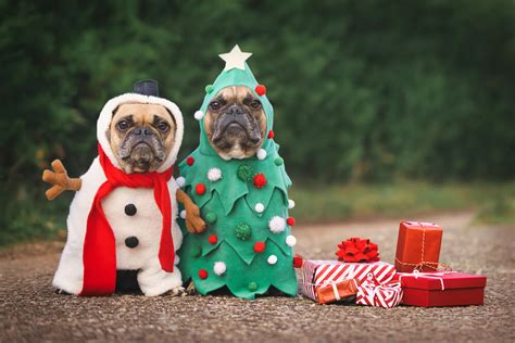 Brilliant Christmas Presents for your Favourite Pets - Pet Care Stores