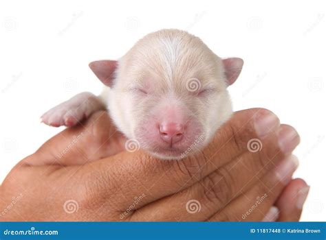 Cute White Newborn Pomeranian Puppy Royalty Free Stock Photos Image
