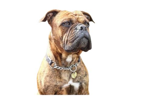 25 Dog Breeds That Look Like Pitbulls But Arent 2023 I Dog Snobs