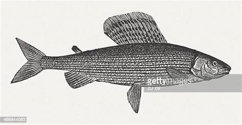 101 Grayling Fish Stock Photos High Res Pictures And Images Getty