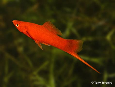 swordtail fish tropical fish gallery