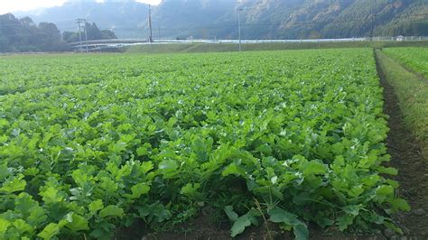 大根生育報告 大根畑 かわさき屋