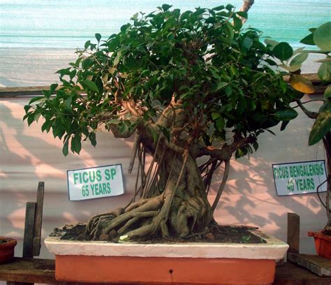 Spiritual Meaning Of Bonsai Tree