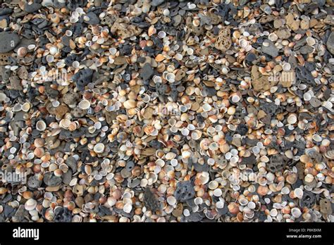 Spiaggia Ghiaiosa E Conchiglie Immagini E Fotografie Stock Ad Alta