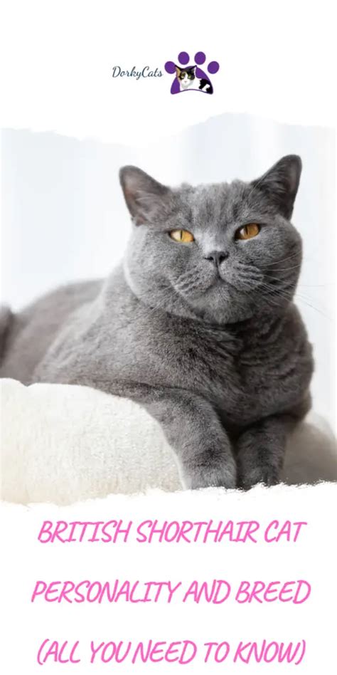 BRITISH SHORTHAIR CAT PERSONALITY AND BREED (ALL YOU NEED TO KNOW ...