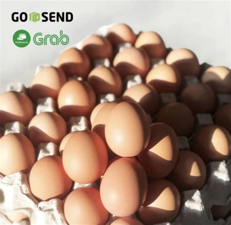 telur telor  ikat  kg lazada indonesia